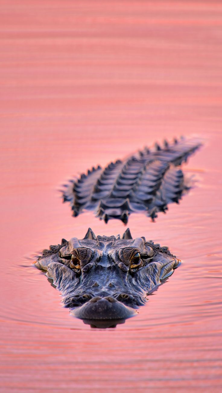Alligator in Rosewater - Animals/Nature metal wall art plate