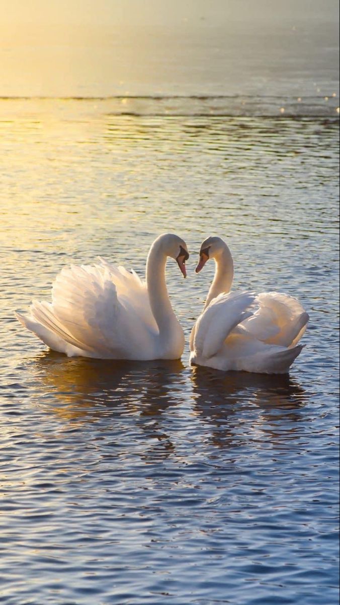 Swans at Golden Hour - Animals/Nature metal wall art plate