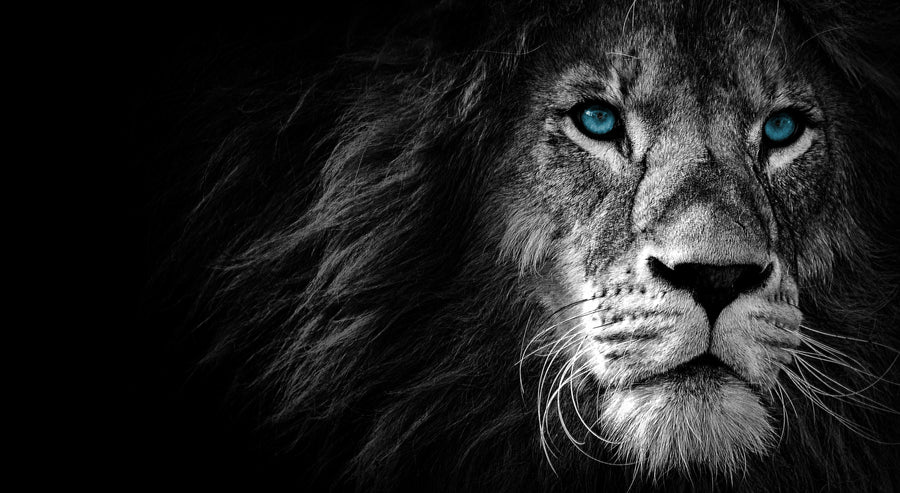 Blue-Eyed Lion - Animals/Nature metal wall art plate