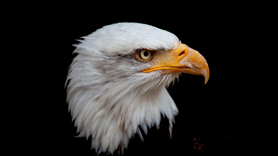 Bald Eagle – Midnight Profile - Animals/Nature metal wall art plate
