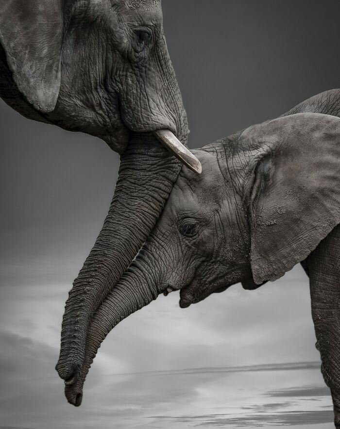 Gentle Giants - Animals/Nature metal wall art plate