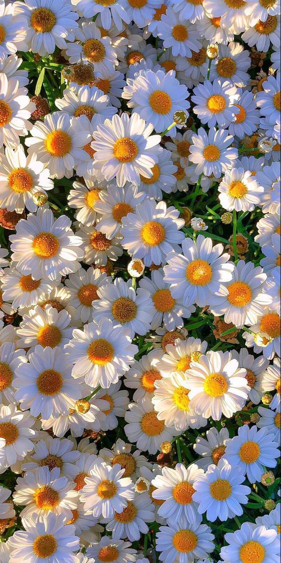 Sunlit Daisy Garden - Animals/Nature metal wall art plate