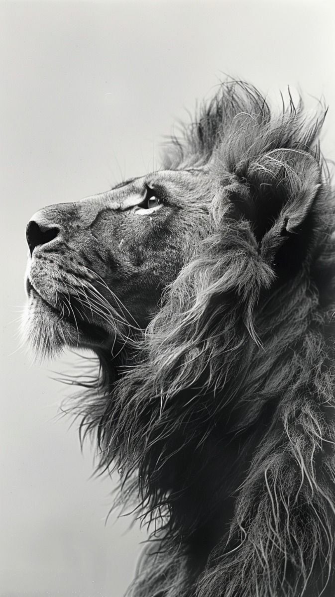Lion Looking Beyond - Animals/Nature metal wall art plate