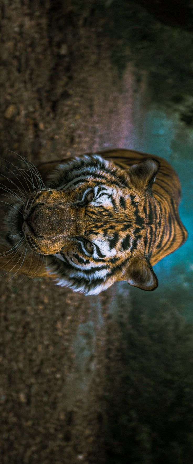 Tiger from Above - Animals/Nature metal wall art plate