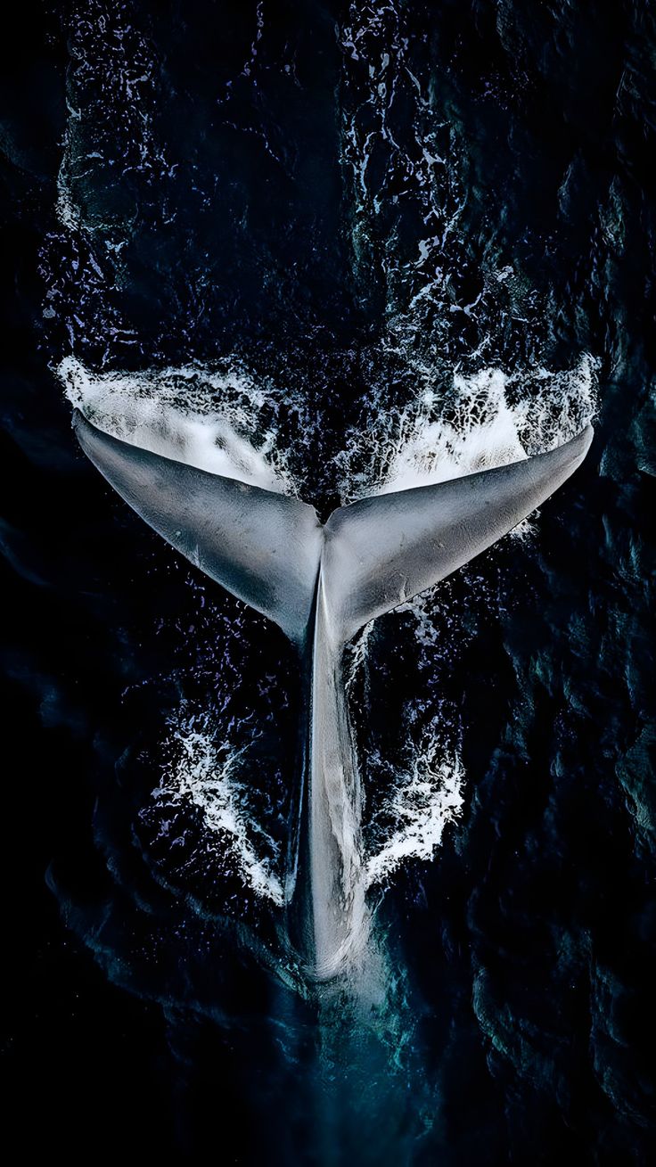Whale Beneath the Surface - Animals/Nature metal wall art plate