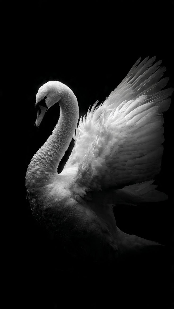 Swan in Shadow - Animals/Nature metal wall art plate