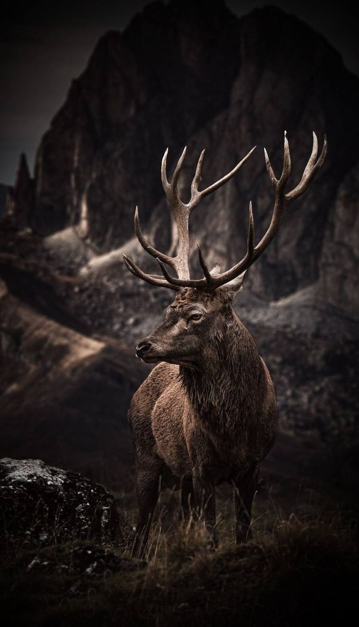 Guardian of the Highlands - Animals/Nature metal wall art plate