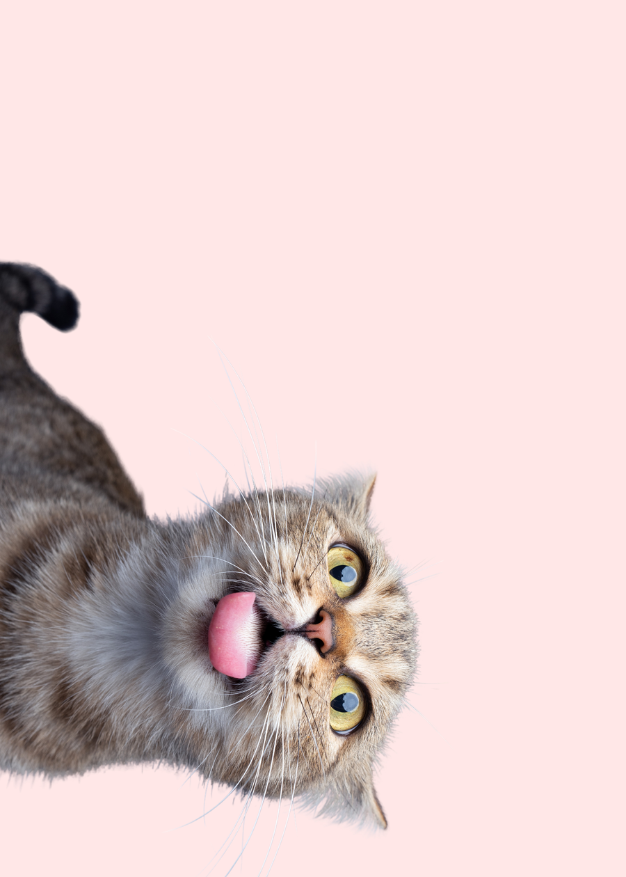 Pink Cat – Playful Mischief - Animals/Nature metal wall art plate