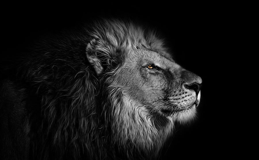 Golden-Eyed Lion - Animals/Nature metal wall art plate