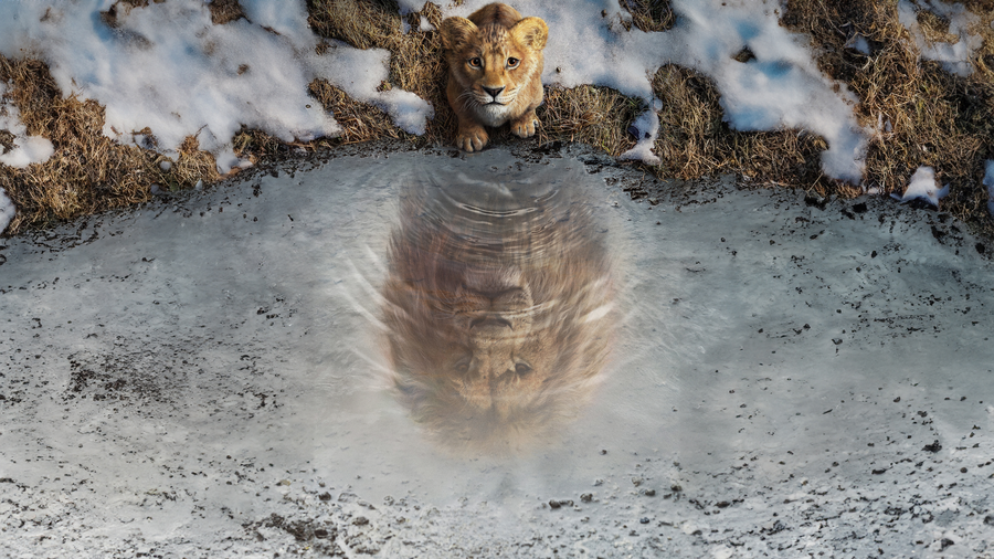 Reflection of a King - Animals/Nature metal wall art plate