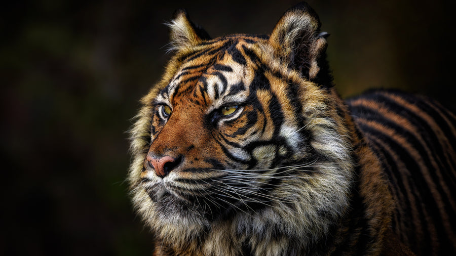 Tiger – Quiet Strength - Animals/Nature metal wall art plate