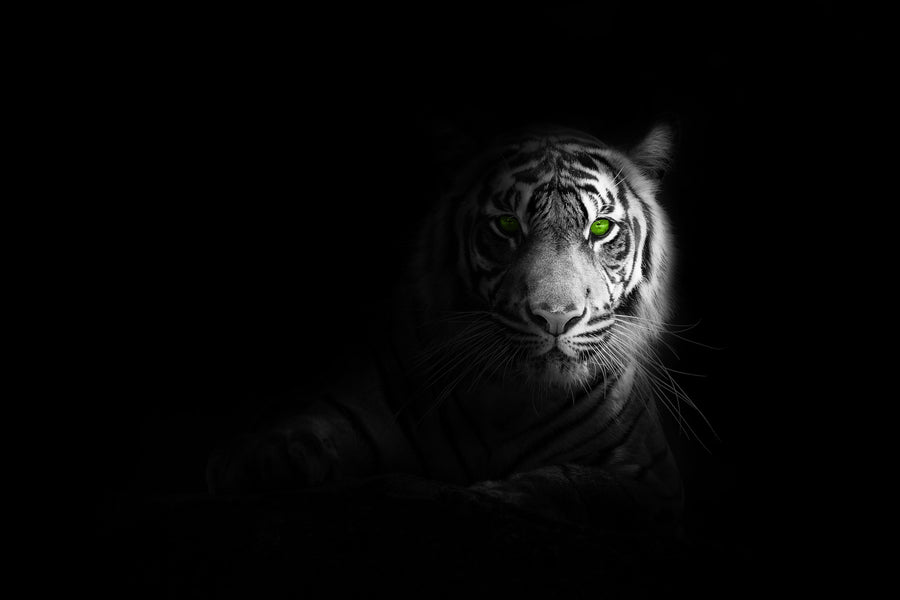 Emerald-Eyed Tiger - Animals/Nature metal wall art plate