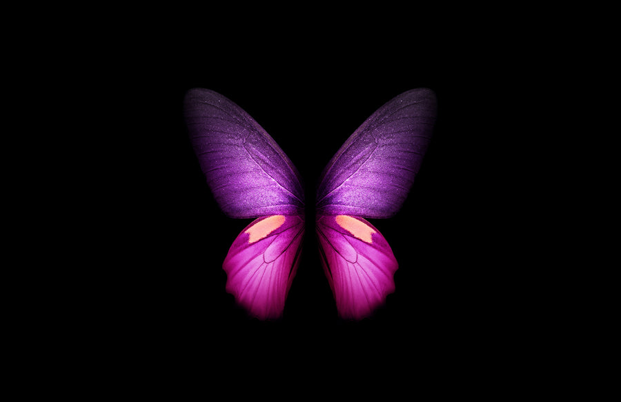 Violet Butterfly - Animals/Nature metal wall art plate